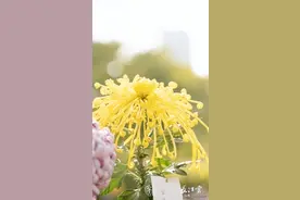 武汉菊展开幕，收下这份赏菊攻略，邂逅今秋限定浪漫图片