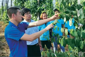 传奇胡椒的前世今生图片