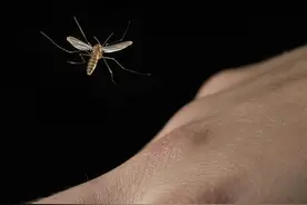 科学家是怎么喂蚊子的？看完大开眼界图片