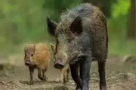 秋收时节野猪结队糟蹋庄稼，与固原村民打起“游击战”，相关部门：已成立猎捕队将有序捕打图片