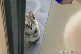 流浪猫上门求收养，家猫不让进，被拒2次后委屈极了，结局太意外图片