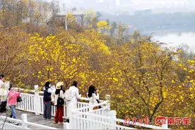 清风吹动，风铃叮咚！南宁青秀山黄花风铃初露金黄图片