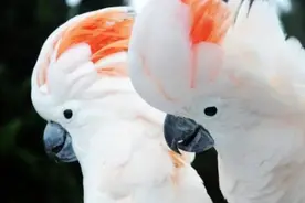 假如你想养一只葵花鹦鹉图片