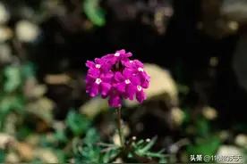 不要动不动就去别人家做客，带礼物也不行！图片