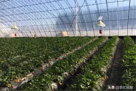 又一冒牌水果，换个“产地”卖价翻倍，已有不少吃货踩坑：套路深图片