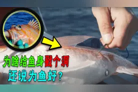 放生深海鱼前，为啥要在肚子上戳个洞？网友：你确定不会引鲨鱼？图片