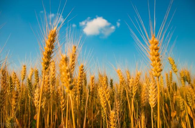 杏子黃了 Onlinestandardssearch