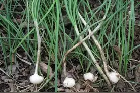 春季长个子，这种野菜要多吃，比大鱼大肉还好吃，孩子多吃没坏处图片