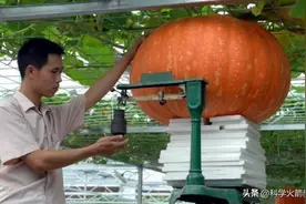 太空种子：辐射之后，它们能变好吗？图片