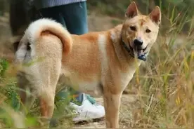 “猪来穷，狗来富，猫来头上顶白布”啥意思？老祖宗的话值得一听图片