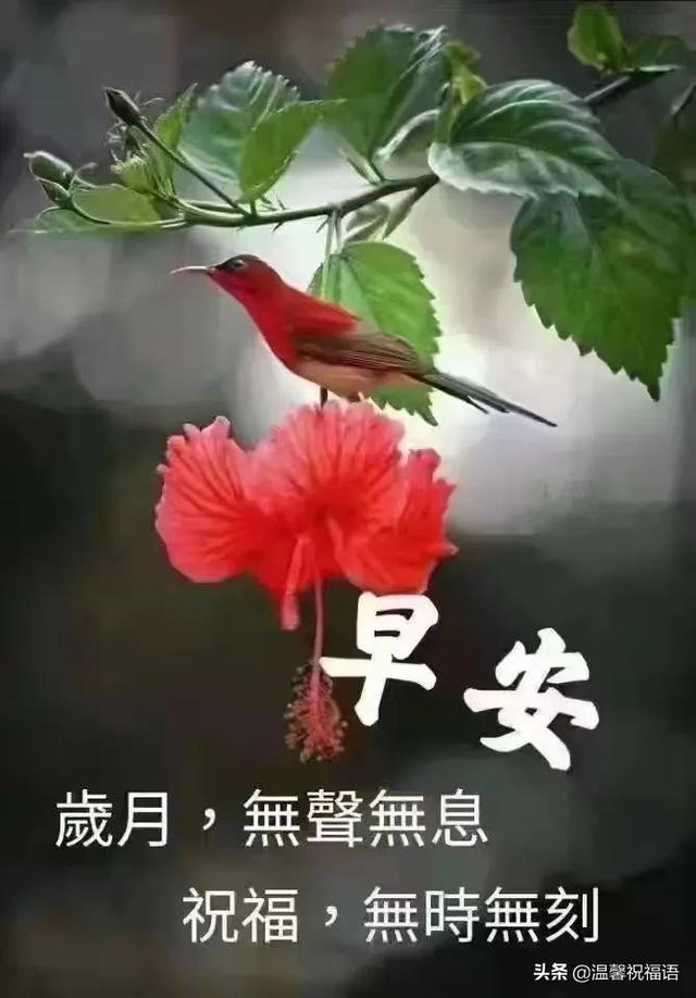 创意唯美亲人朋友早上好祝福语图片大全免打字 清晨早安问候语图片