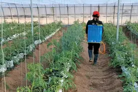 种蔬菜常见的药害，肥害，叶片焦枯发黄，防治技巧要知道图片