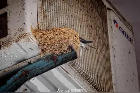 “燕子，你把巢垒在空调外机上，我该怎么办？”长江头条上这张照片让网友操碎了心图片