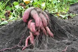 农业圈公认的“膨大剂”，对地下块茎作物效果明显，你用过吗？图片