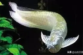 鱼缸里的必胜客——细说银龙鱼图片