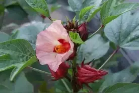 玫瑰茄――洛神花图片