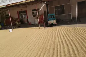 水稻价格又大涨了，农民很困惑图片