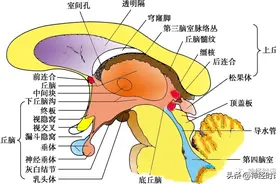 间脑与脑干的解剖生理及病损的定位诊断，一文详解！图片