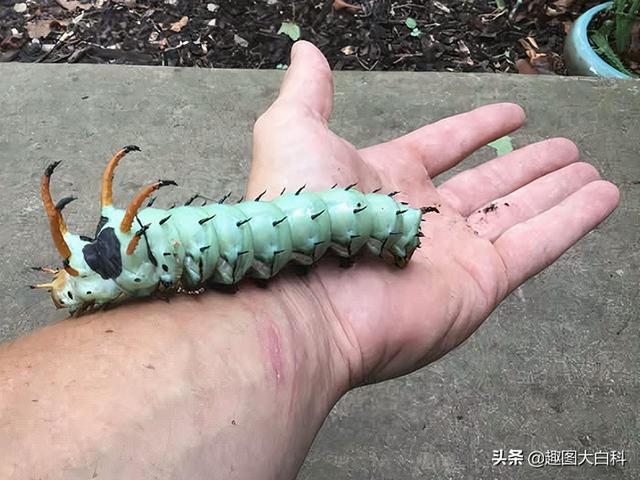 死人手指 死人手指蘑菇(图12) 死人手指 死人手指蘑菇(图12)