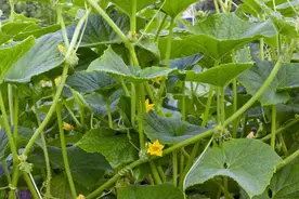 黄瓜要高产 施肥有讲究图片