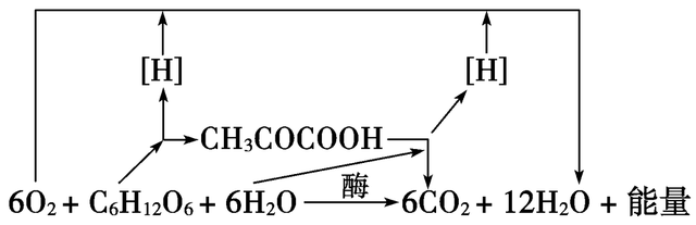 高中生物-细胞代谢