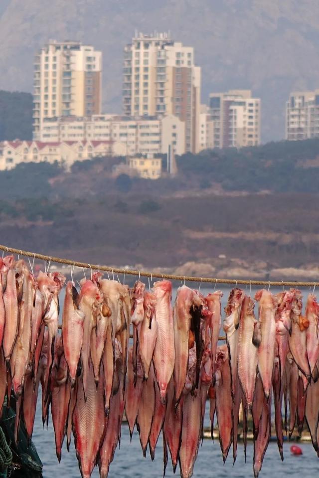 马鲛鱼产地 马鲛鱼产地是哪个国家的