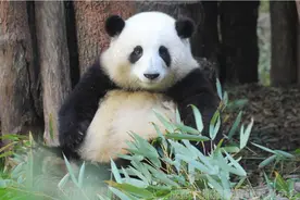 熊猫“花花”成网红 有粉丝动了“领养”的念头图片