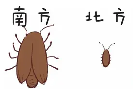 北方蟑螂小的可怜，为何南方蟑螂大的跟蝉一样，还能飞？图片
