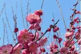 太原植物园2023春季赏花最强攻略，来了！图片