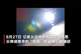 河南汝州湖中“怪鱼”鳄雀鳝已被捕获：共两条已无害化处理图片