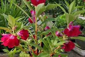 精制高配自制黑色染发粉图片