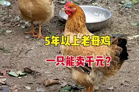 农村有人高价收购5年以上的老母鸡，干什么用？3个用途，别被骗了图片