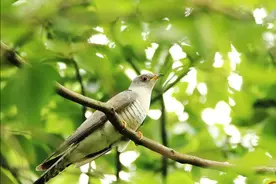 鸠占鹊巢的布谷鸟，为什么收割完小麦后就不叫了？它们去哪儿了？图片