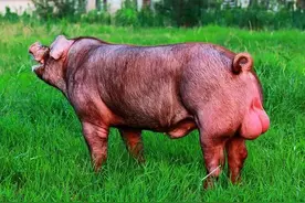 种猪、后备母猪、仔猪挑选有技巧，看体型、看精神、看吃喝图片