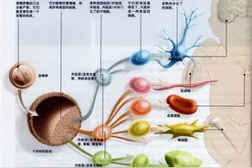 历史性突破！干细胞移植成功治愈艾滋病毒感染图片