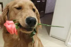 养狗建议！饲养金毛（大型犬）一定要慎重！图片