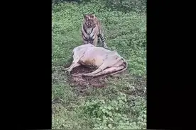 老虎这样的食肉动物，为何那么喜欢吃猎物的内脏？口味这么重吗？图片