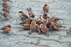 驱赶鸟类的最佳方法，你知道吗？图片