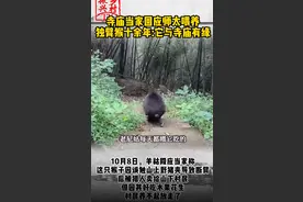 师太喂养独臂猴十余年，此猴与寺庙有缘，转身就被它咬了图片