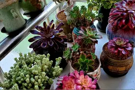 八月养多肉，能不能“露养”，很多花友都不清楚，难怪一直养不好图片