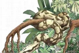 蛇最长能活多久，500年大蛇真能化蛟吗？“长江走蛟”是咋回事？图片