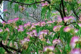 5种容易成活的开花树，栽上一棵，开花一辈子，旺家还好看图片