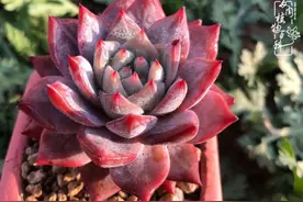 养多肉都需要一个过程，时间越久越好看图片