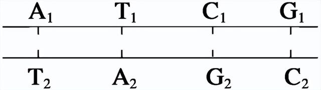 高中生物-基因的本质与表达