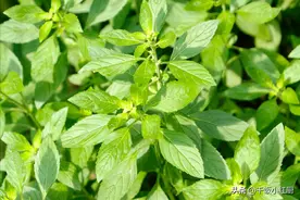 一到夏天、河南人就中了"荆芥"的毒！一天3顿离不开，真香真上瘾图片
