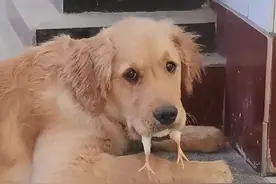 金毛一口“吞”小鸡，可主人揍完才发现，小鸡是自己进去的？图片