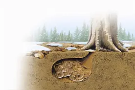 蛇是冷血动物，为何在寒冷的冬天依然会出现蛇？图片