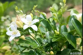 九里香怎么养才能开花？抓重点养，大半年都在开花图片