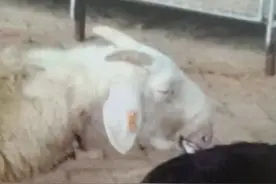 羊得羊瘟有什么表现和特征，如何才能有效预防图片