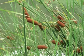 18种野外可食用的水生植物图片